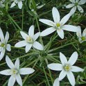 Ornithogallum umbellatum fleur